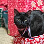 black_cat, cat, pet, animal, green_eyes, bandana, gift_box, holiday, christmas, wrapped_presents, red_wrapping_paper, white_snowflakes, indoor, carpet, close_up, fur, cute, festive, sitting, portrait