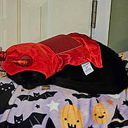 Burt is registered to the contest to win money with this photo: black_cat, sleeping, costume, devil_horns, red_clothing, blanket, halloween_theme, pumpkins, bats, cats, stars, indoor, door, resting, pet, animal, cute, holiday, cozy, feline