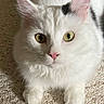 Fen is registered to the contest to win money with this photo: cat, white_cat, fluffy_fur, yellow_eyes, pink_nose, pet, animal, indoor, carpet, close_up, portrait, feline, cute, whiskers, ears, soft_lighting, relaxed, curious, domestic_cat, paw