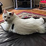 Fen joined the competition — help win amazing prizes! cat, white_cat, black_spots, pet, lounging, leather_ottoman, wooden_floor, rug, patterned_rug, rocking_chair, indoor, home, curious, feline, animal, fur, cozy, relaxed, looking_at_camera, domestic