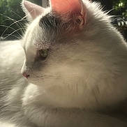 Fen joined the competition — help win amazing prizes! cat, white_cat, black_patch, close_up, side_profile, fur, whiskers, ear, eye, sunlight, shadow, indoor, window_light, blurred_background, greenery, pet, animal, relaxing, calm, portrait