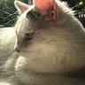 cat, white_cat, black_patch, close_up, side_profile, fur, whiskers, ear, eye, sunlight, shadow, indoor, window_light, blurred_background, greenery, pet, animal, relaxing, calm, portrait