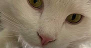 Fen joined the competition — help win amazing prizes! cat, close_up, white_fur, yellow_eyes, pink_nose, whiskers, curious, pet, animal, indoor, feline, face, portrait, soft_fur, looking_down, blurred_background, metal_grid, window, domestic, cute