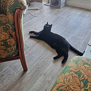 Ulan participe au concours pour gagner de l'argent avec cette photo : animal, armchair, black_cat, cat, cat_tree, cozy, curious, domestic_animal, ears, floor, floral_pattern, furniture, home, indoor, looking_up, pet, relaxed, tail, whiskers, wooden_floor