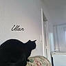 black_cat, cat, indoor, couch, floral_pattern, wall, door, white_wall, window, furniture, pet, animal, domestic_animal, quiet, relaxed, sitting, side_view, whiskers, minimalist, home
