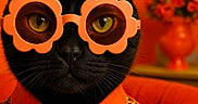Ulan a rejoint le concours — aidez-le/la à gagner de superbes lots ! cat, black_cat, glasses, orange, flower_shaped_glasses, floral_shirt, pet, portrait, animal, indoor, close_up, fashion, cute, whiskers, face, orange_background, orange_furniture, vintage_style, stylish, feline