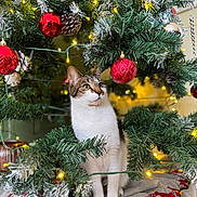 Charlie is registered to the contest to win money with this photo: cat, christmas_tree, ornament, red_ball, pine_cone, christmas_lights, greenery, holiday, decorations, festive, indoor, pet, cute, white_paws, tabby, curious, sitting, blanket, winter, celebration