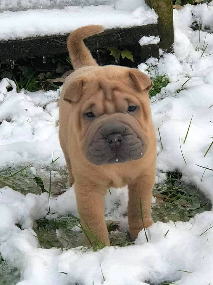 Choji joined the competition — help win amazing prizes! bulldog, canidae, carnivore, companion_dog, dog, dog_breed, fawn, freezing, frost, ice, mammal, ori_pei, precipitation, shar_pei, snout, snow, sporting_group, whiskers, winter, wrinkle