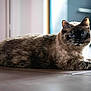 cat, indoor, floor, tiled_floor, fur, animal, pet, looking, relaxed, lying_down, domestic, whiskers, ears, eyes, mammal, closeup, quiet, natural_light, background_blur, resting