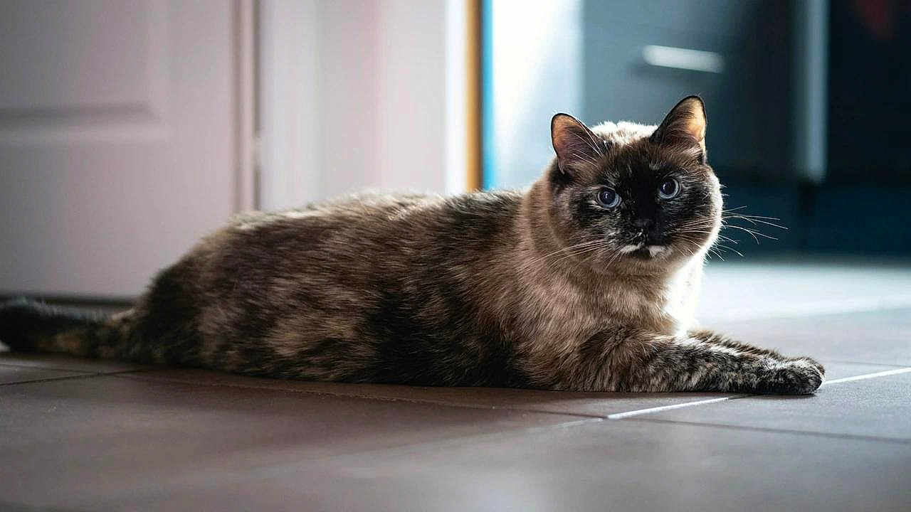 Happy a rejoint le concours — aidez-le/la à gagner de superbes lots ! cat, indoor, floor, tiled_floor, fur, animal, pet, looking, relaxed, lying_down, domestic, whiskers, ears, eyes, mammal, closeup, quiet, natural_light, background_blur, resting