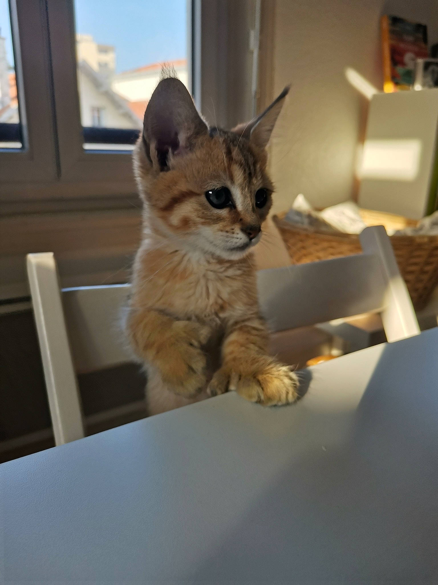 Santxo participe au concours pour gagner de l'argent avec cette photo : box, cardboard, carnivore, carton, cat, domestic_short_haired_cat, door, fawn, felidae, fur, paw, shipping_box, sky, small_to_medium_sized_cats, snout, table, tail, whiskers, window, wood