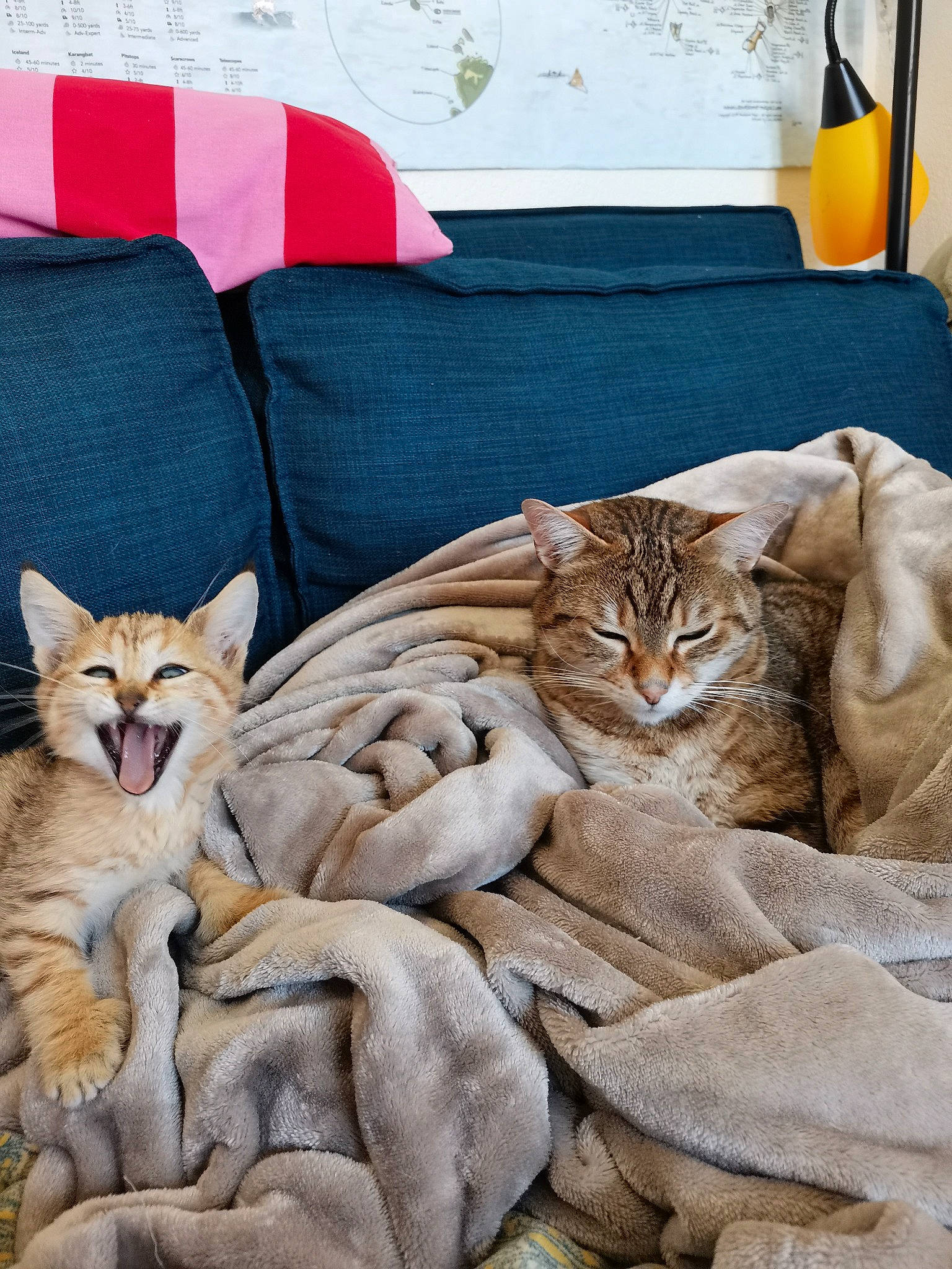 Santxo participe au concours pour gagner de l'argent avec cette photo : bedding, carnivore, cat, comfort, fawn, felidae, flooring, fur, furniture, grey, interior_design, linens, pillow, room, small_to_medium_sized_cats, terrestrial_animal, textile, throw_pillow, whiskers, wood