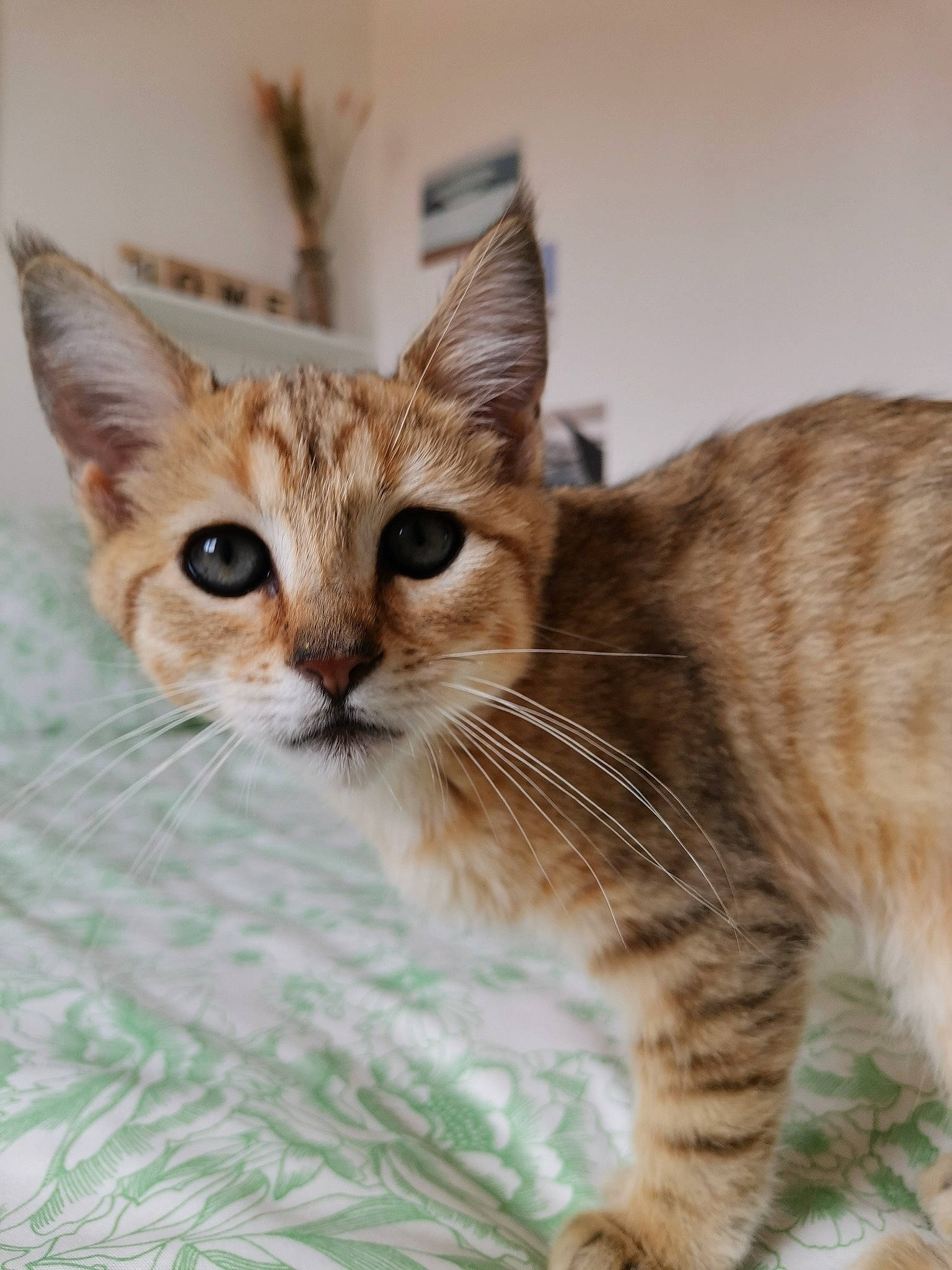 Santxo participe au concours pour gagner de l'argent avec cette photo : carnivore, cat, claw, domestic_short_haired_cat, event, fawn, felidae, fur, plant, small_to_medium_sized_cats, snout, tail, terrestrial_animal, tree, whiskers, wildlife