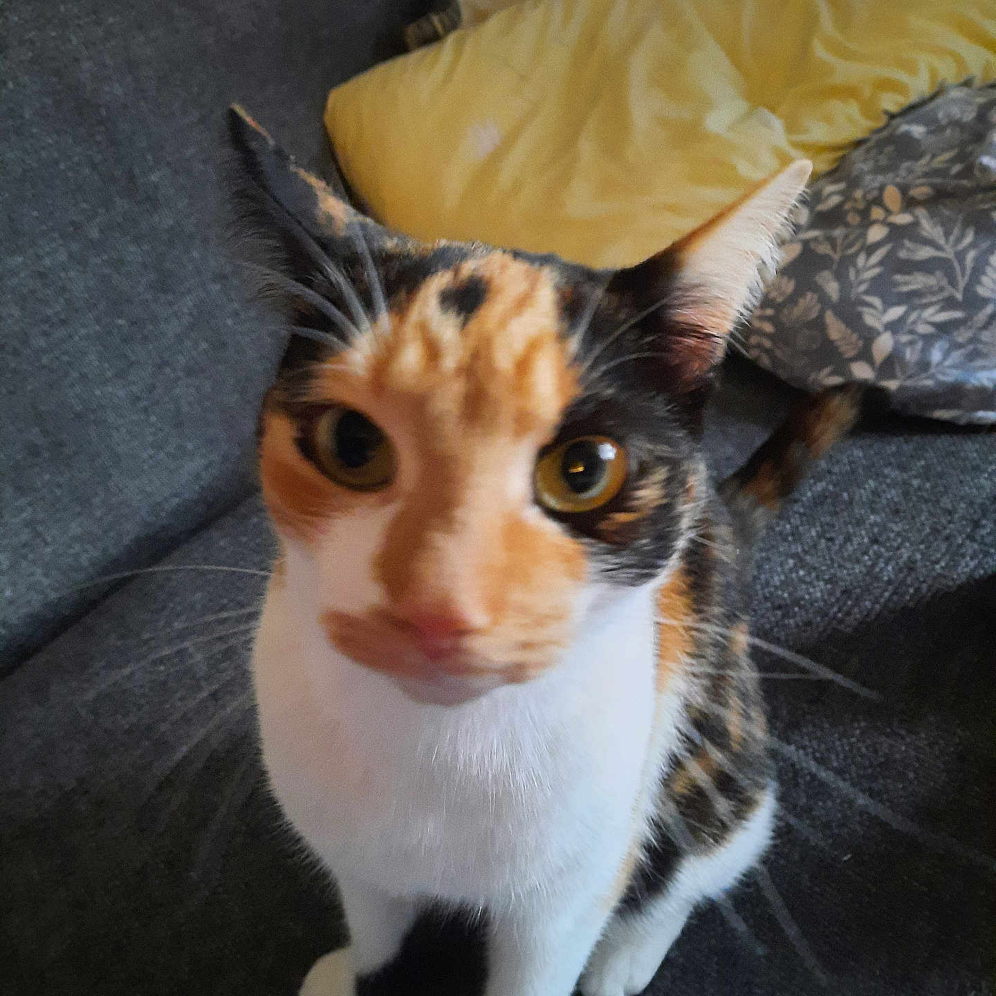 Skittles is registered to the contest to win money with this photo: abyssinian, animal, architecture, bed, blanket, building, cat, chair, couch, cushion, furniture, homedecor, indoors, kitten, livingroom, manx, pet, plywood, room, wood