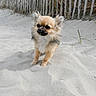 dog, small_dog, beach, sand, fence, grass, outdoor, pet, canine, nature, sunlight, fur, animal, curious, portrait, walking, daytime, cute, fluffy, friendly