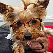 Harley joined the competition — help win amazing prizes! dog, glasses, pet, small_dog, fur, ears, topknot, red_band, nose, paw, hand, ring, person, indoor, couch, portrait, cute, accessory, animal, closeup