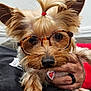 dog, glasses, pet, small_dog, fur, ears, topknot, red_band, nose, paw, hand, ring, person, indoor, couch, portrait, cute, accessory, animal, closeup