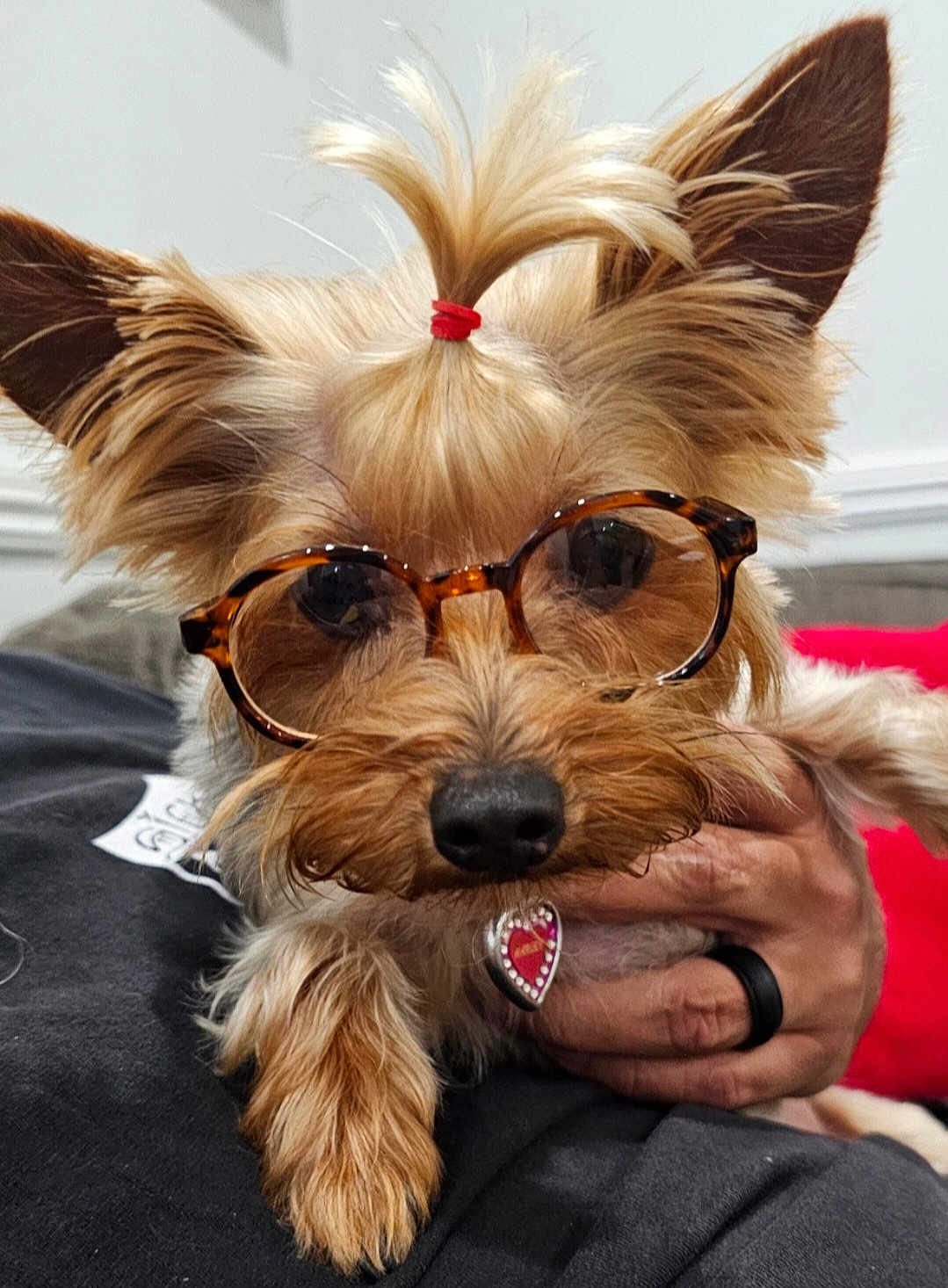 Harley