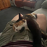 Rosie joined the competition — help win amazing prizes! cat, calico_cat, sleeping, lap, person, shorts, striped_shirt, living_room, sofa, cushions, wooden_cabinet, bookshelf, framed_photos, carpet, relaxing, paw, indoor, cozy, furniture, home