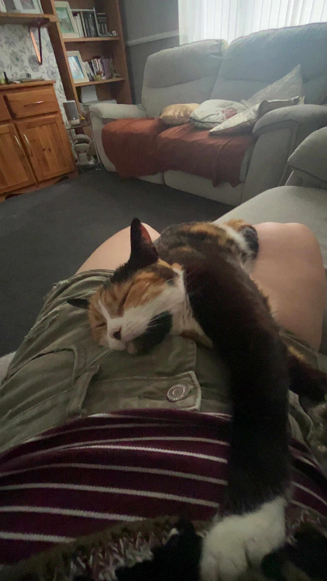 Rosie joined the competition — help win amazing prizes! cat, calico_cat, sleeping, lap, person, shorts, striped_shirt, living_room, sofa, cushions, wooden_cabinet, bookshelf, framed_photos, carpet, relaxing, paw, indoor, cozy, furniture, home