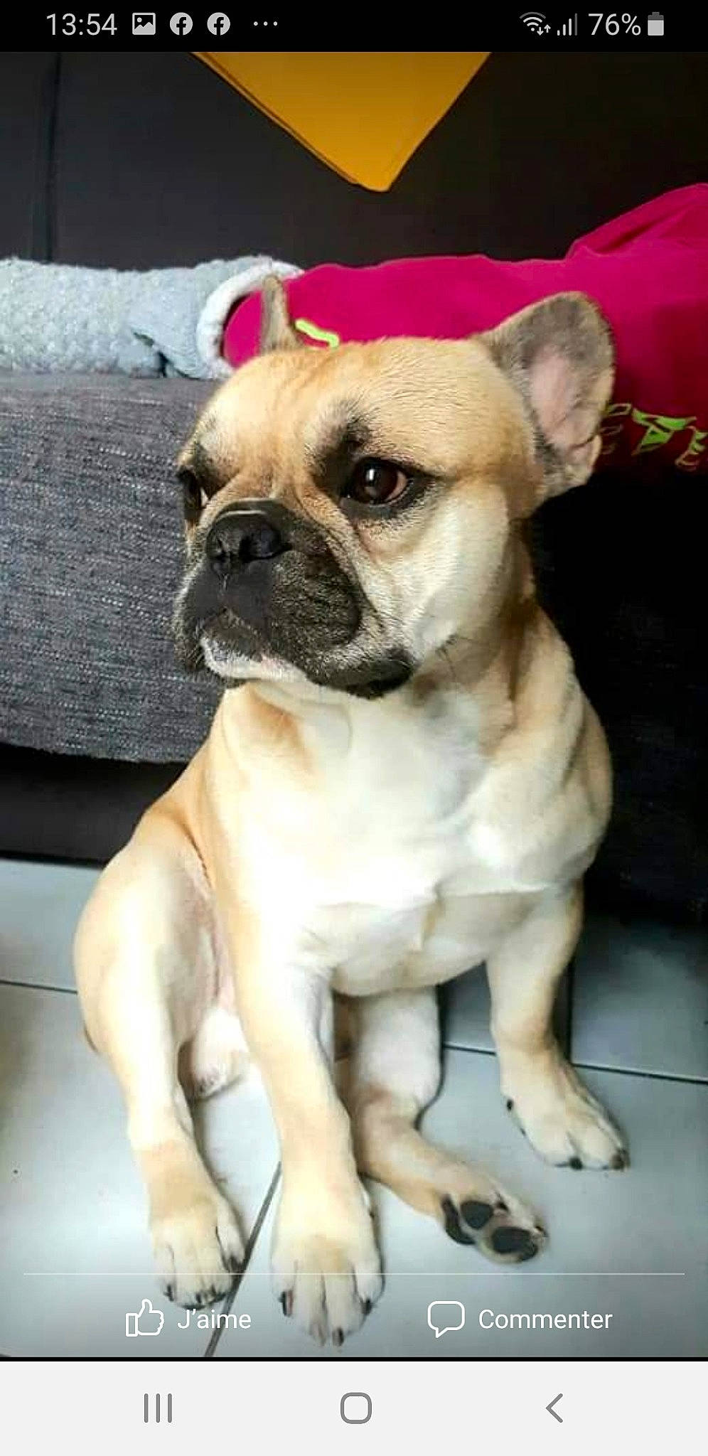 Patton a rejoint le concours — aidez-le/la à gagner de superbes lots ! beige, canidae, carnivore, collar, companion_dog, dog, dog_breed, fawn, linens, non_sporting_group, pet_supply, pink, pug, puppy, skin, snout, toy_dog, whiskers, working_animal, wrinkle