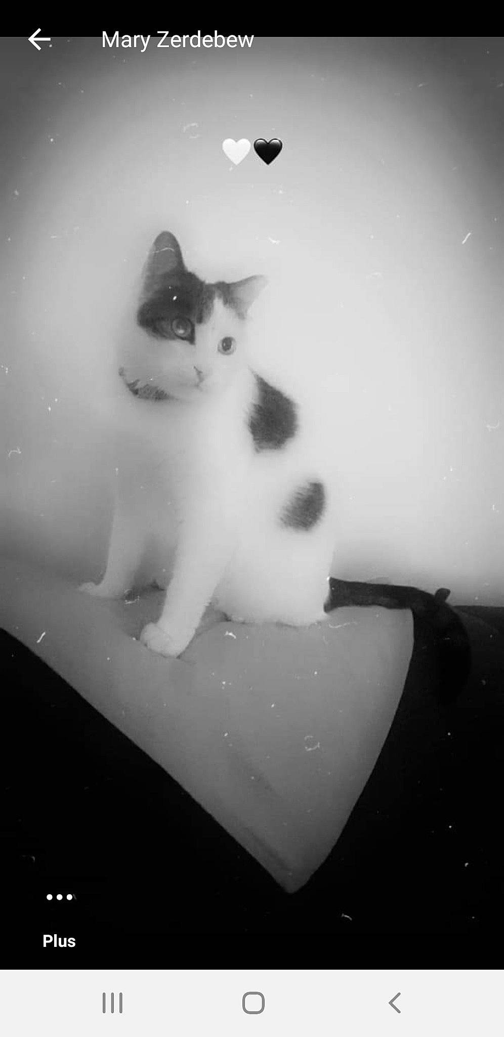 Litchi participe au concours pour gagner de l'argent avec cette photo : black_and_white, carnivore, cat, domestic_short_haired_cat, felidae, fur, monochrome_photography, paw, small_to_medium_sized_cats, snout, tail, whiskers, white