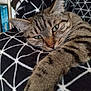 Umbra participe au concours pour gagner de l'argent avec cette photo : abyssinian, animal, armchair, blanket, cat, chair, couch, cushion, electronics, furniture, hardware, homedecor, indoors, kitten, linen, manx, ocelot, person, pet, sleeping
