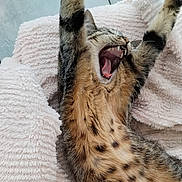 Umbra participe au concours pour gagner de l'argent avec cette photo : animal, blanket, cat, closeup, cozy, cute, feline, fur, indoor, pet, relaxed, sleepy, soft, stretching, tabby, teeth, texture, tongue, whiskers, yawning