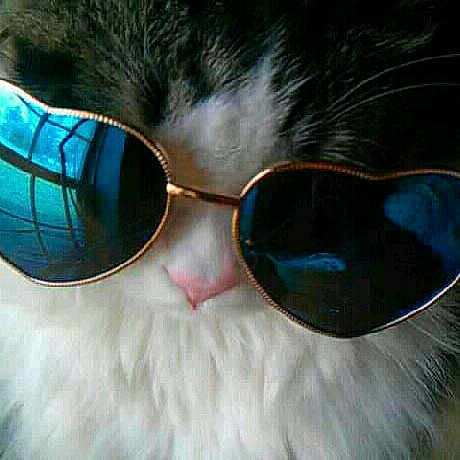 Dumbledore joined the competition — help win amazing prizes! aviator_sunglass, blue, cat, close_up, cool, eye_glass_accessory, eyewear, felidae, fur, glasses, goggles, personal_protective_equipment, snout, stock_photography, sunglasses, turquoise, vision_care, whiskers