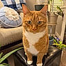 Tang is registered to the contest to win money with this photo: blanket, cat, couch, cozy, ears, feline, furniture, green_eyes, home_decor, indoor, living_room, looking_at_camera, orange_cat, ottoman, pet, pillow, plant, sitting, whiskers, white_paws