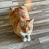 Tang is registered to the contest to win money with this photo: animal, cat, curious, cute, domestic_cat, ears, eyes, feline, flooring, fur, house, indoor, looking_up, orange_tabby, pet, sitting, tabby_pattern, whiskers, white_paws, wooden_floor