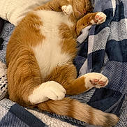 Tang joined the competition — help win amazing prizes! blanket, cat, comfort, cozy, cute, domestic_cat, feline, fur, ginger_cat, indoor, napping, orange_fur, paws, pet, relaxed, resting, sleeping, soft, tail, white_fur
