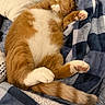 blanket, cat, comfort, cozy, cute, domestic_cat, feline, fur, ginger_cat, indoor, napping, orange_fur, paws, pet, relaxed, resting, sleeping, soft, tail, white_fur