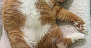 Tang is registered to the contest to win money with this photo: animal, cat, cozy, curled_up, cute, domestic_cat, fluffy_blanket, fur, ginger_cat, indoor, mammal, nap, paw, pet, relaxed, resting, sleeping, soft, whiskers, white_fur