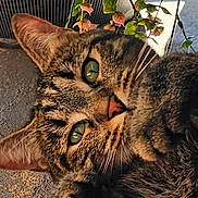 Bambina is registered to the contest to win money with this photo: cat, tabby_cat, green_eyes, whiskers, fur, ear, nose, close_up, portrait, indoor, plant, flowers, pink_flowers, wall_texture, relaxed, pet, sleepy, paw, macro, cozy