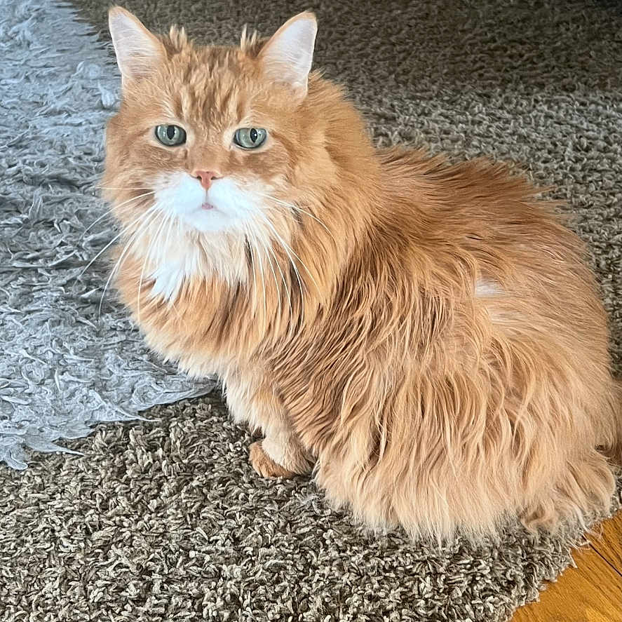 Harley Bones Miller is registered to the contest to win money with this photo: animal, carpet, cat, closeup, curious, cute, domestic_cat, feline, fluffy, fur, green_eyes, indoor, looking, orange_cat, pet, rug, sitting, tabby, whiskers, wooden_floor