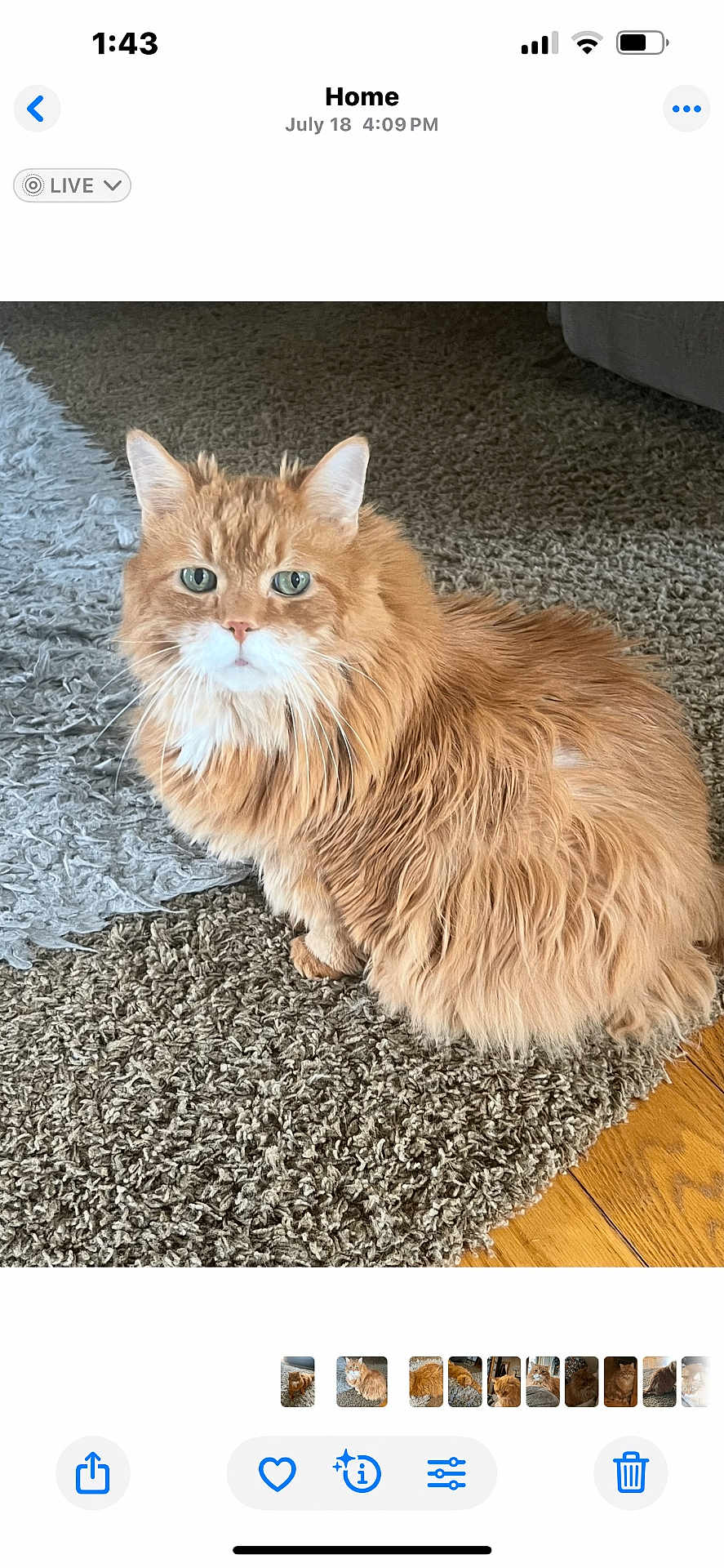 Harley Bones Miller is registered to the contest to win money with this photo: cat, orange_cat, tabby, fluffy, indoor, carpet, rug, wooden_floor, pet, feline, animal, sitting, looking, curious, green_eyes, closeup, domestic_cat, cute, fur, whiskers