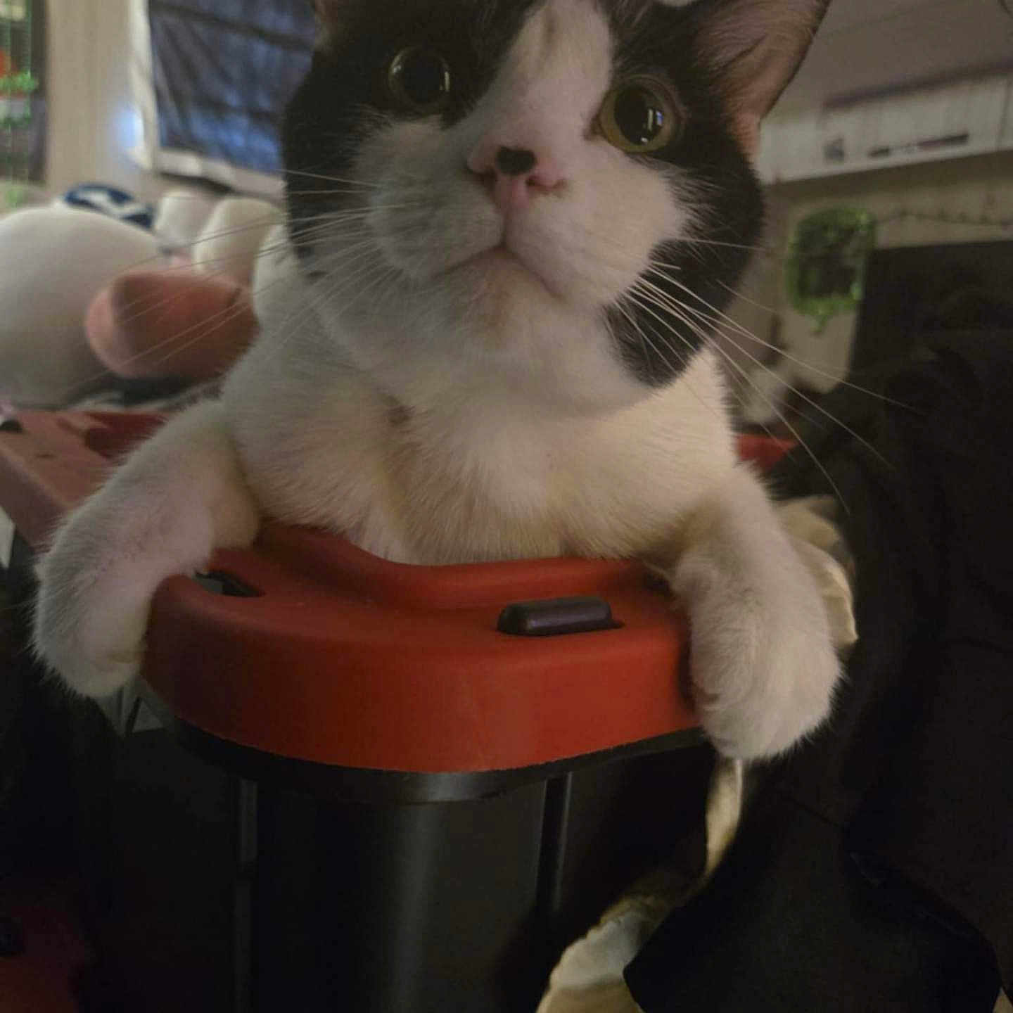 Mr.meseeks is registered to the contest to win money with this photo: animal, black_and_white, cat, close_up, cluttered_background, container, cozy, curiosity, curious, cute, domestic, feline, household, indoor, looking_up, pet, resting_paws, soft_lighting, whiskers, wide_eyes