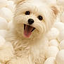 dog, white_dog, fluffy, cute, tongue_out, happy, pet, animal, close_up, soft_texture, ball_pit, playful, fur, small_dog, friendly, adorable, smiling, indoors, portrait, joyful