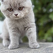 Porsha joined the competition — help win amazing prizes! kitten, gray_cat, fluffy, close_up, curious, outdoor, nature, young_cat, small_paws, fur, animal, pet, cute, exploring, portrait, whiskers, ears, walking, texture, background_blur