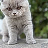 kitten, gray_cat, fluffy, close_up, curious, outdoor, nature, young_cat, small_paws, fur, animal, pet, cute, exploring, portrait, whiskers, ears, walking, texture, background_blur