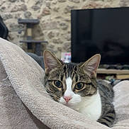 Akira participe au concours pour gagner de l'argent avec cette photo : cat, tabby, feline, pet, blanket, cozy, indoor, close_up, pink_nose, whiskers, eyes, ears, relaxed, portrait, sofa, television, stone_wall, cat_tree, domestic_animals, fur