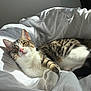 cat, tabby_cat, pet, white_sheet, bed, blanket, sunlight, whiskers, paw, cozy, indoor, portrait, feline, resting, napping, ears, eyes, nose, striped_fur, soft_texture
