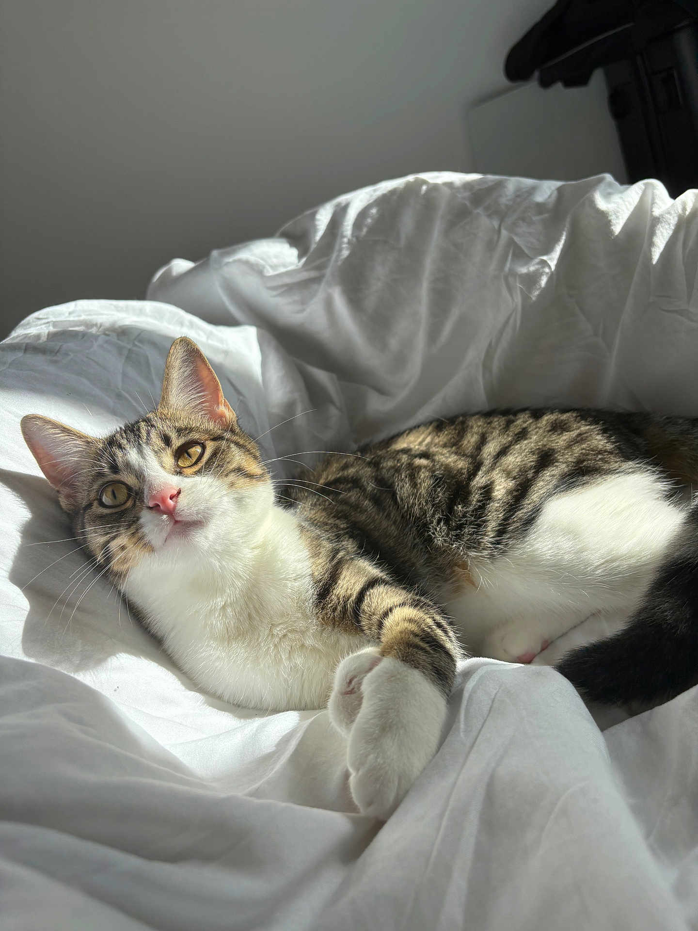 Akira participe au concours pour gagner de l'argent avec cette photo : cat, tabby_cat, pet, white_sheet, bed, blanket, sunlight, whiskers, paw, cozy, indoor, portrait, feline, resting, napping, ears, eyes, nose, striped_fur, soft_texture