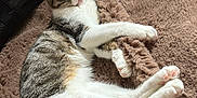 Akira participe au concours pour gagner de l'argent avec cette photo : cat, kitten, tabby, pet, fur, paws, tail, blanket, cozy, resting, relaxed, indoor, wooden_floor, whiskers, pink_nose, portrait, sleepy, soft_texture, living_room, closeup