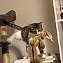 Akira participe au concours pour gagner de l'argent avec cette photo : cat, tabby_cat, plush_bunny, stuffed_toy, cat_tree, scratching_post, shelf, bookshelf, stacked_boards, indoor, white_wall, paws, midair, jumping, playful, whiskers, ears, fur, furniture, pet