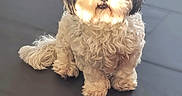 Malice participe au concours pour gagner de l'argent avec cette photo : dog, pet, curly_fur, sitting, floor, indoor, small_dog, cute, animal, canine, fur, portrait, looking_up, companion, domestic_animal, adorable, light, shadow, tile_floor, waiting
