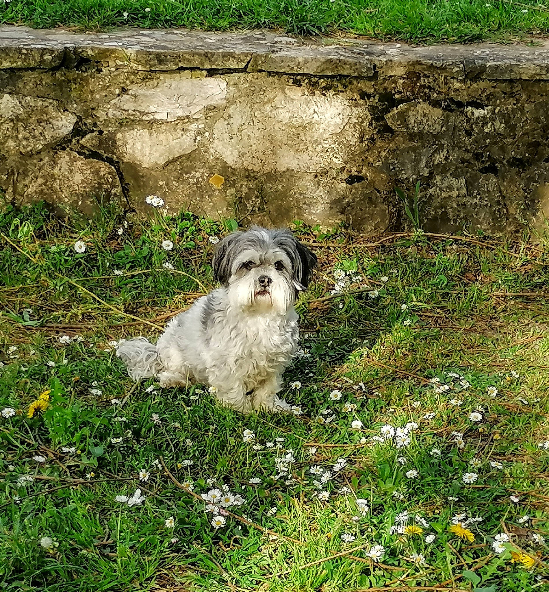 Malice a rejoint le concours — aidez-le/la à gagner de superbes lots ! canidae, carnivore, dog, dog_breed, flower, flowering_plant, garden, grass, grassland, groundcover, groundhog, herbaceous_plant, natural_landscape, pasture, plant, rock, shrub, sporting_group, terrestrial_animal, wildlife
