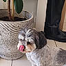 Malice a rejoint le concours — aidez-le/la à gagner de superbes lots ! dog, small_dog, floor, tile_floor, potted_plant, plant, green_leaves, boot, black_boot, indoor, pet, fur, licking, tongue_out, cute, playful, animal, companion, home, decor