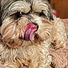 Malice a rejoint le concours — aidez-le/la à gagner de superbes lots ! dog, tongue, licking, fluffy, pet, indoor, blanket, fur, cute, animal, closeup, cozy, resting, mammal, sleepy, companion, domestic, cute_pet, soft, relaxed